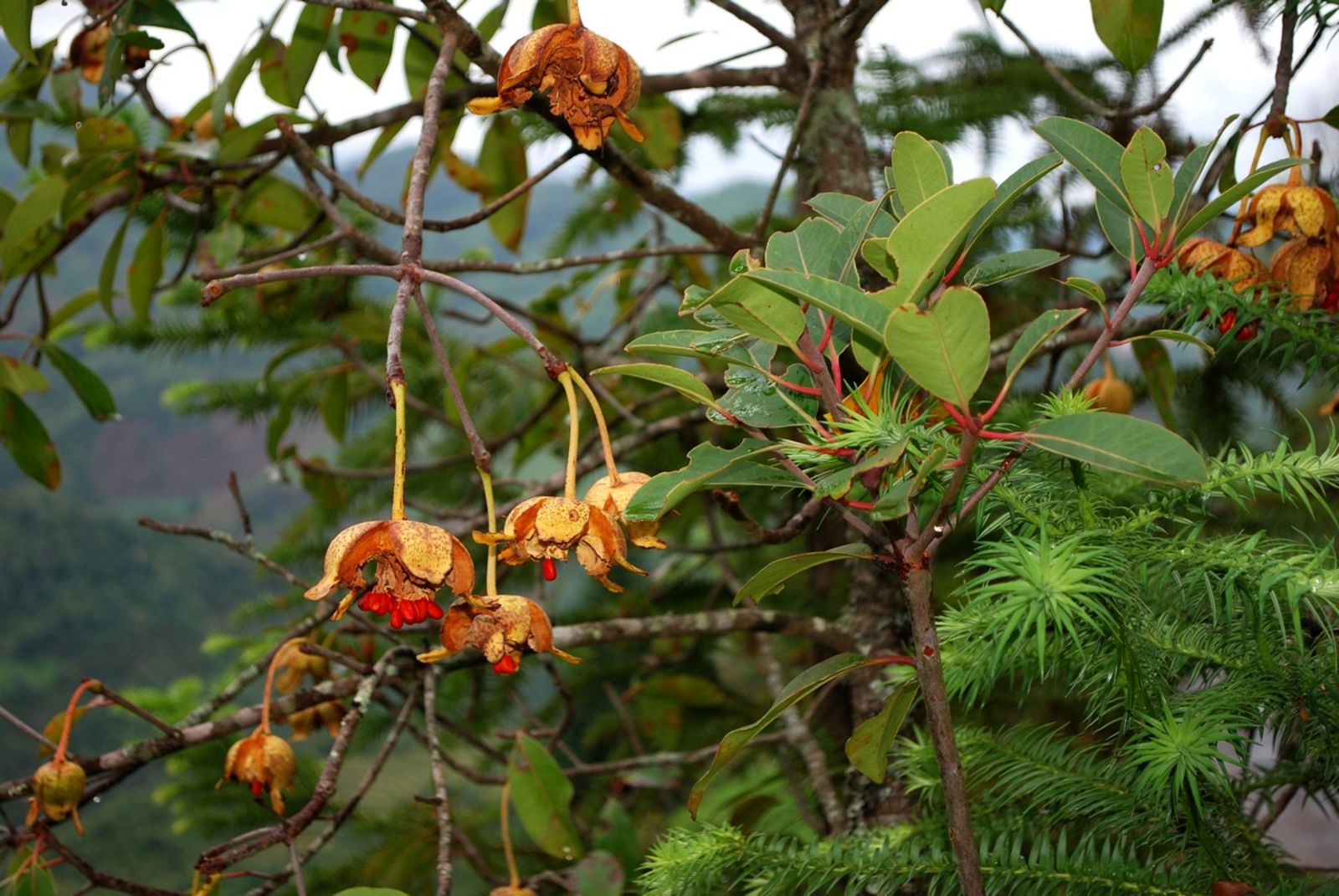 Anneslea fragrans